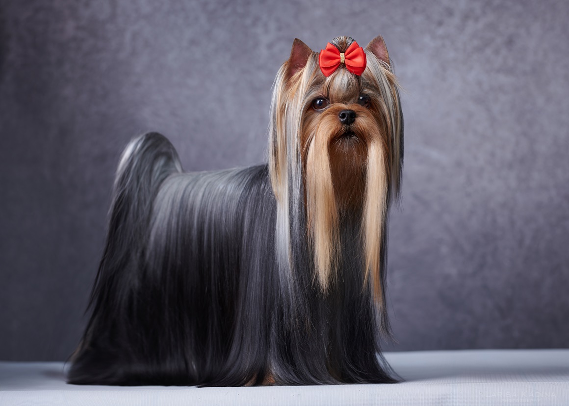 Again Love AGAIN LOVE JEANNETTE &mdash; Labaza DogPedigree YorkshireTerrier
